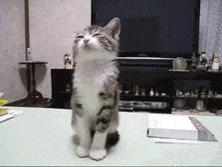 FA442CCD-58AE-4B7A-97C7-BFE137C58651.gif